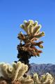 20081017 joshua tree 061